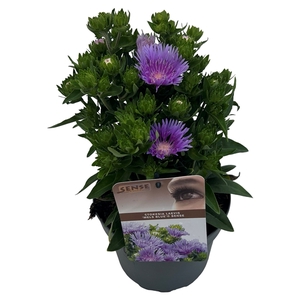 Stokesia laevis 'Mels Blue'® sense
