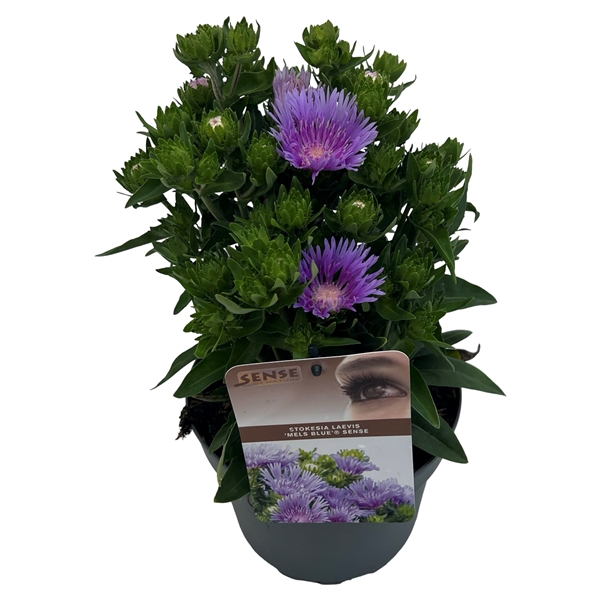 <h4>Stokesia laevis 'Mels Blue'® sense</h4>