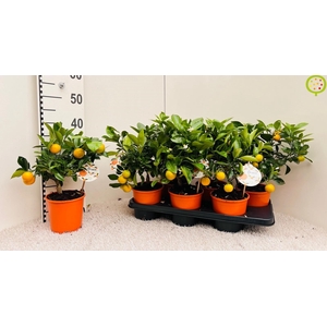 CITR MICROCARPA