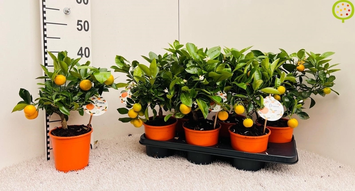 <h4>CITR MICROCARPA</h4>
