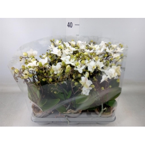 Phalaenopsis multi.   ...white