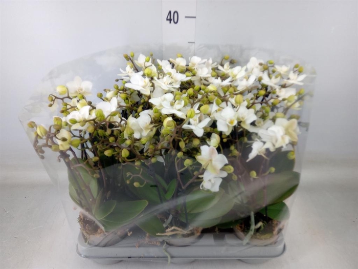 <h4>Phalaenopsis multi.   ...white</h4>