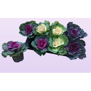 BRASSICA (SIERKOOL)