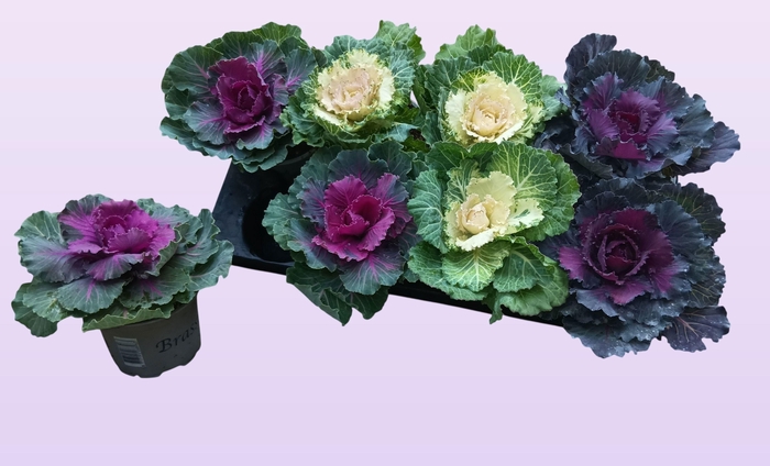 <h4>BRASSICA (SIERKOOL)</h4>