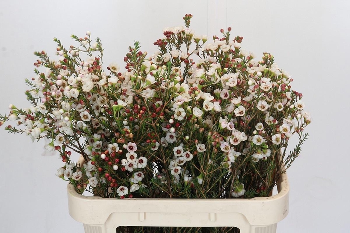 <h4>CHAME MOONL DELIGHT</h4>