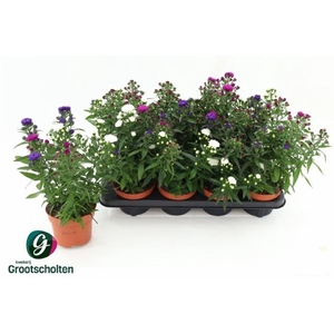 ASTER M LADY GEM POT