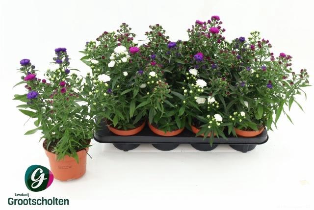 <h4>ASTER M LADY GEM POT</h4>