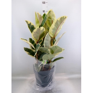 Ficus elastica 'Tineke'