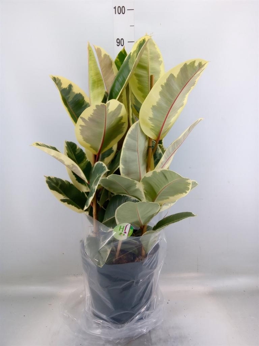 <h4>Ficus elastica 'Tineke'</h4>