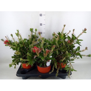 Callistemon citrinus