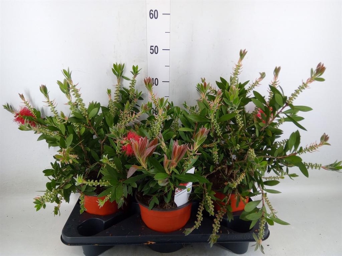 <h4>Callistemon citrinus</h4>