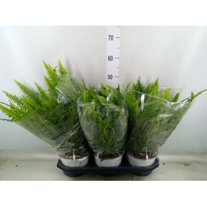 Nephrolepis exal. 'Sonata'