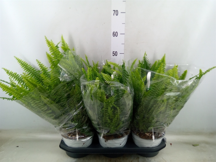 <h4>Nephrolepis exal. 'Sonata'</h4>