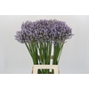 Agapanthus Silberpfeil