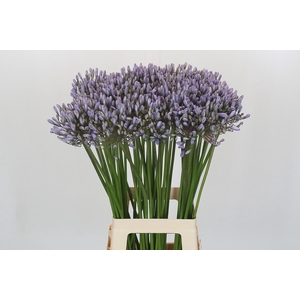 Agapanthus Silberpfeil