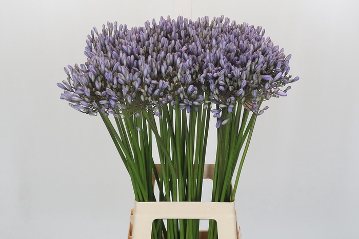 <h4>Agapanthus Silberpfeil</h4>