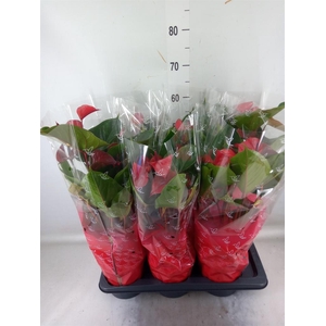 Anthurium  'Deco Red'