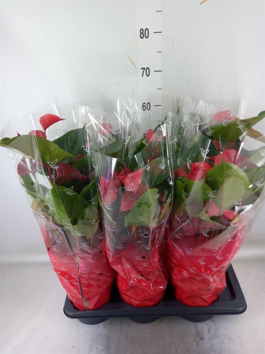 <h4>Anthurium  'Deco Red'</h4>