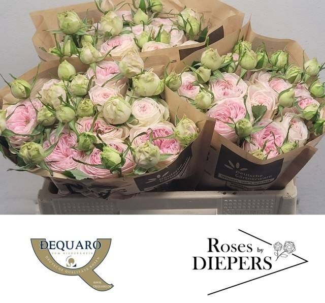 <h4>R Tr Ballerina Summerhouse Diepers</h4>