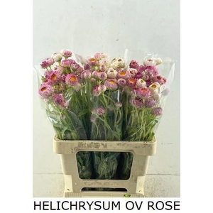 Helichrysum Pink