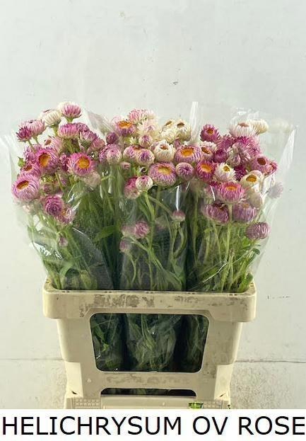 <h4>Helichrysum Pink</h4>