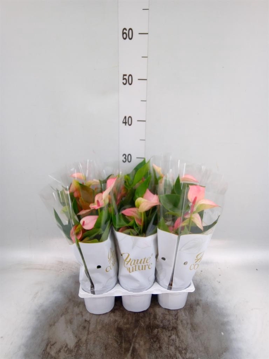 <h4>Anthurium  'Matata'</h4>