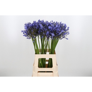 Agapanthus Intermedia