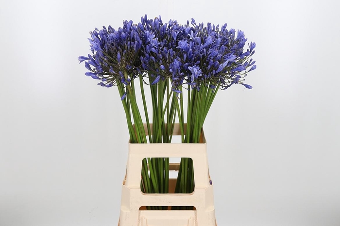 <h4>Agapanthus Intermedia</h4>