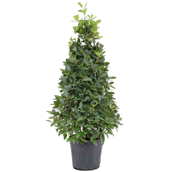 Laurus nobilis Piramide