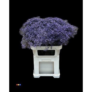 Gyps Million Star Purple