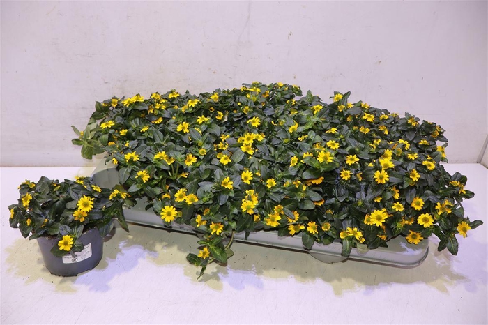 <h4>Sanv Procumbens</h4>