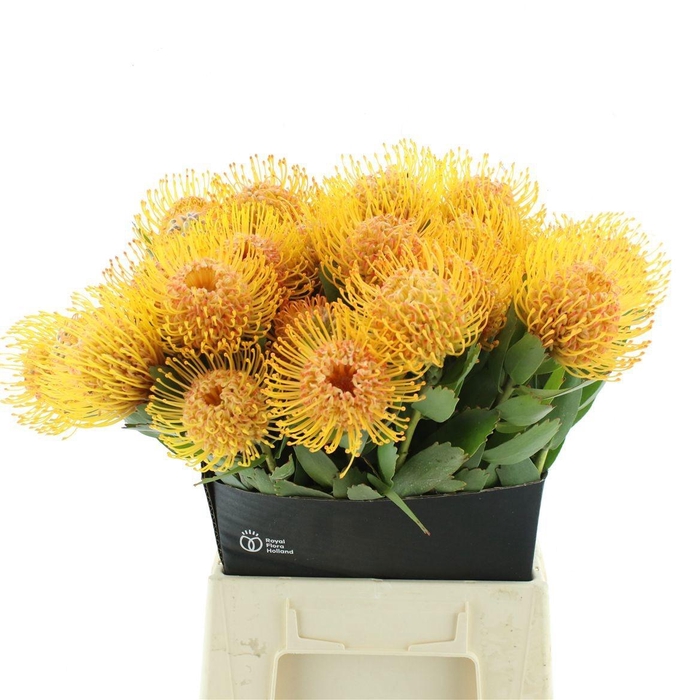 <h4>LEUCO SOLEIL</h4>