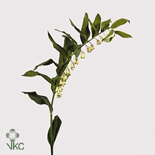 Polygonum Vertakt