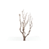 Syringa Branch Super Roussel