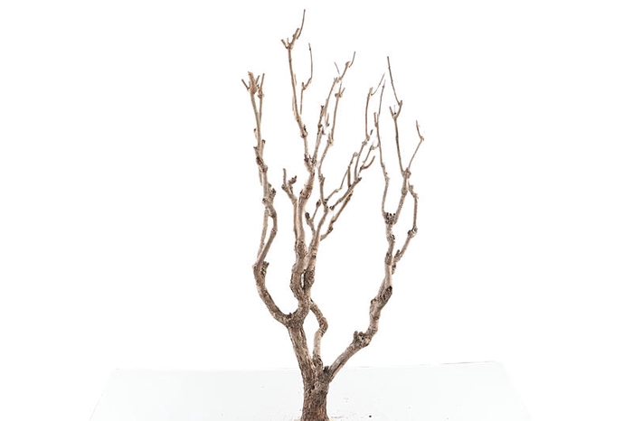 Syringa Branch Super Roussel