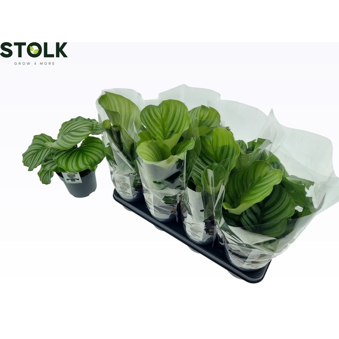 <h4>CALAT ORBIFOLIA</h4>