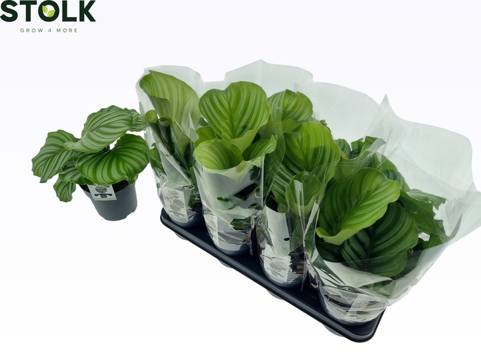 <h4>CALAT ORBIFOLIA</h4>