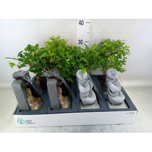 Bonsai   ...mix