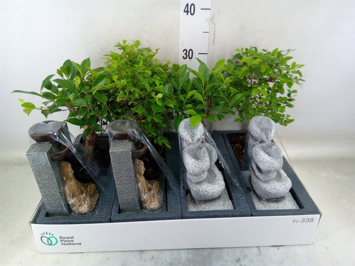 <h4>Bonsai   ...mix</h4>