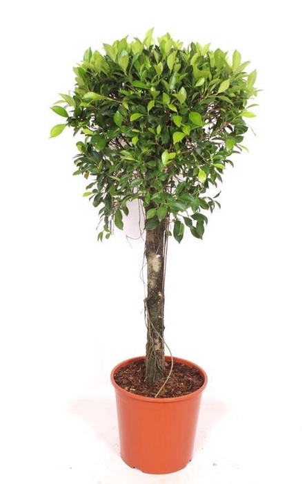 <h4>Ficus Nitida</h4>