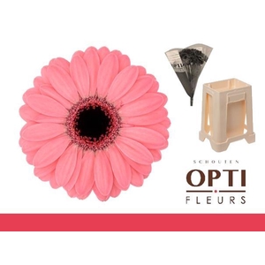 Germini Germini Jolie Water