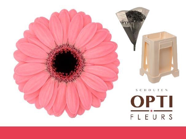 <h4>Germini Germini Jolie Water</h4>