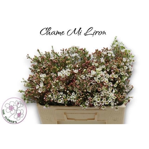 CHAME MI LIRON