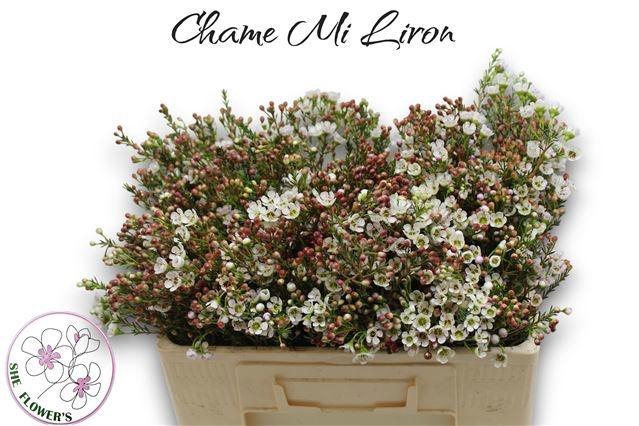 <h4>CHAME MI LIRON</h4>