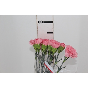 CRAVO KLEOS 070 CM