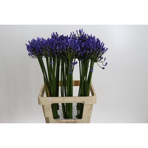 Agapanthus Uri