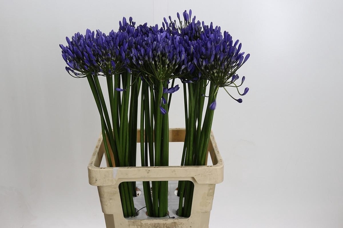 <h4>Agapanthus Uri</h4>