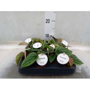 Anthurium   ...