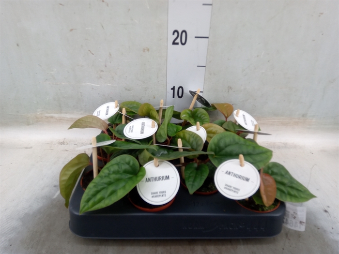 <h4>Anthurium   ...</h4>