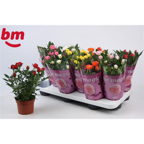 <h4>Rosa Beau Monde gemengd 10,5 cm met 1 rood in de tray</h4>